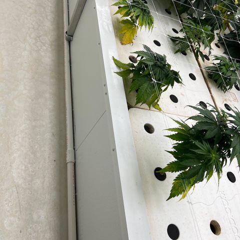 White cbg  growlog photo: Root problems 