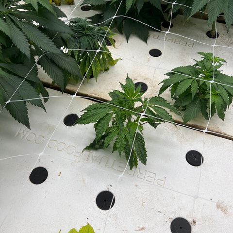 White cbg  growlog photo: Root problems 