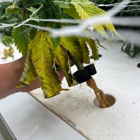 White cbg  growlog photo: Root problems 