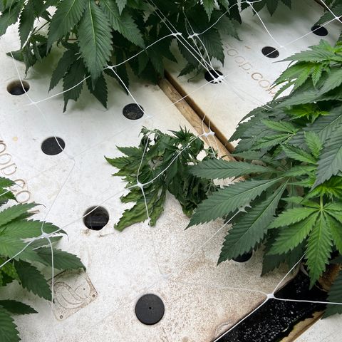 White cbg  growlog photo: Root problems 