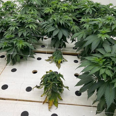 White cbg  growlog photo: Root problems 