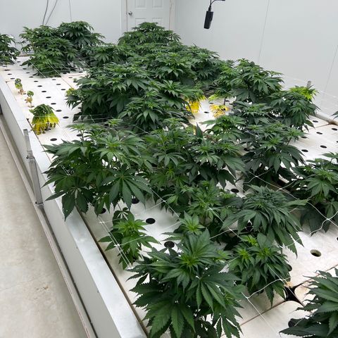 White cbg  growlog photo: Root problems 