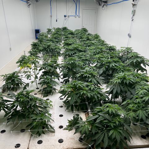 White cbg  growlog photo: Root problems 