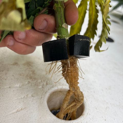 White cbg  growlog photo: Root problems 