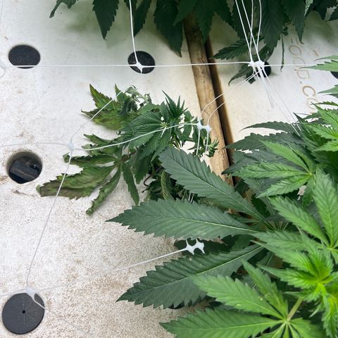 White cbg  growlog timeline photo