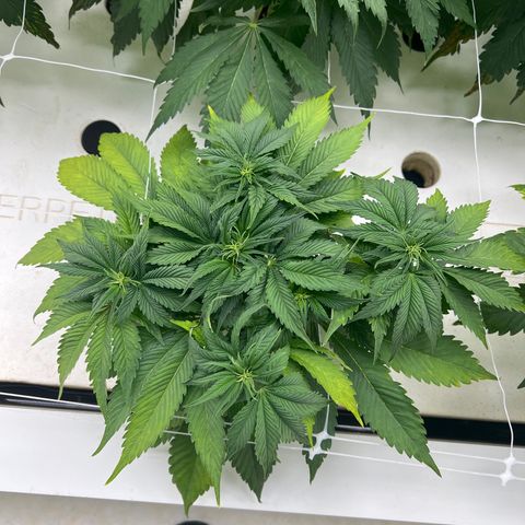 White cbg  growlog timeline photo