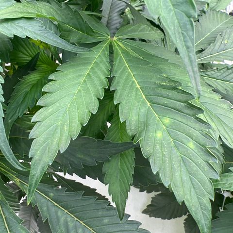 White cbg  growlog timeline photo