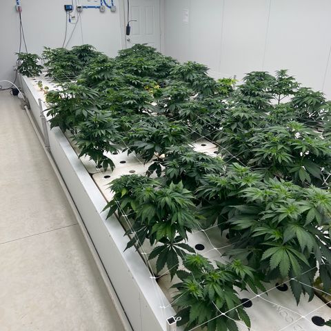 White cbg  growlog timeline photo