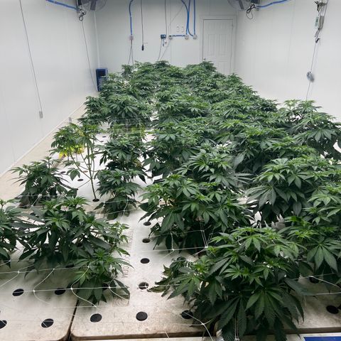 White cbg  growlog timeline photo