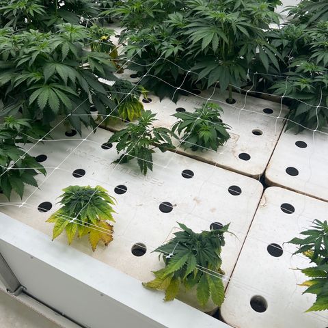 White cbg  growlog timeline photo