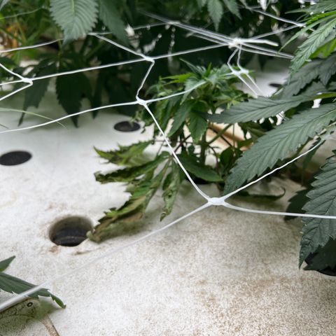 White cbg  growlog timeline photo