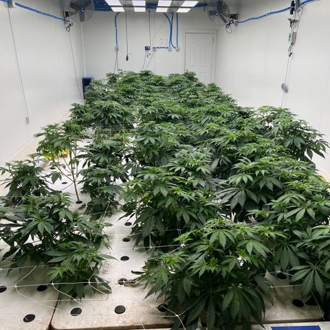 White cbg  growlog timeline photo