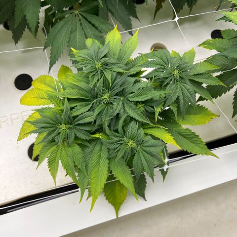 White cbg  growlog timeline photo