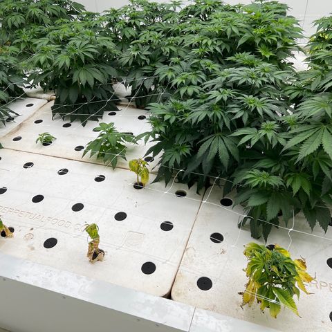 White cbg  growlog timeline photo