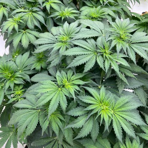 White cbg  growlog timeline photo
