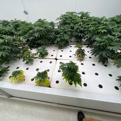 White cbg  growlog timeline photo