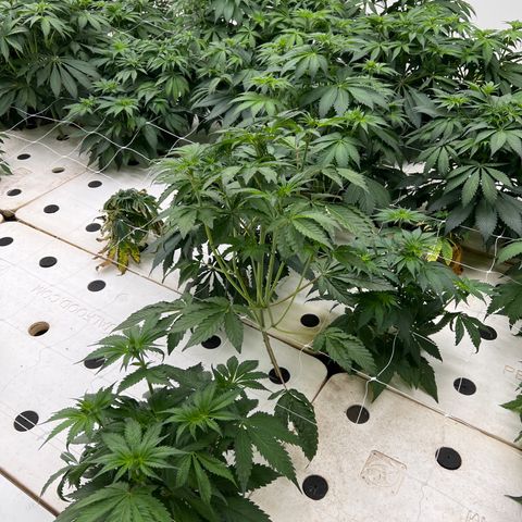 White cbg  growlog timeline photo