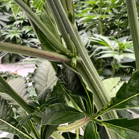 White cbg  growlog photo: Half of room after defoliating also 3 hermies discovered in room and removed all plants that showed signs of major stress from start 