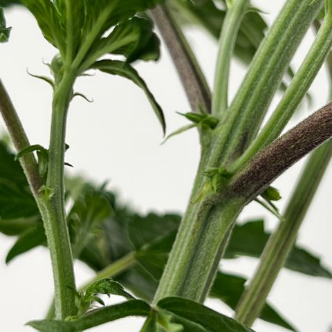 White cbg  growlog photo: Half of room after defoliating also 3 hermies discovered in room and removed all plants that showed signs of major stress from start 