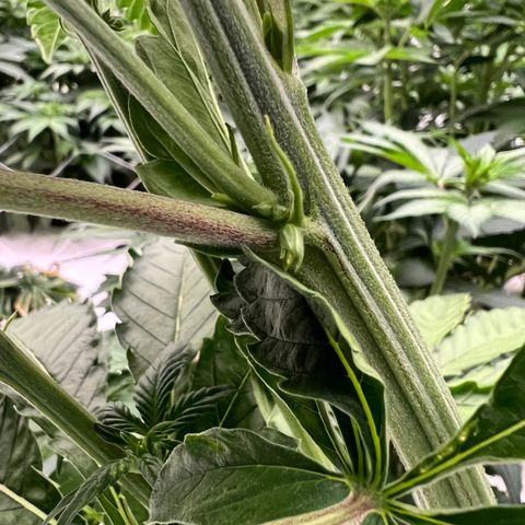 White cbg  growlog photo: Half of room after defoliating also 3 hermies discovered in room and removed all plants that showed signs of major stress from start 