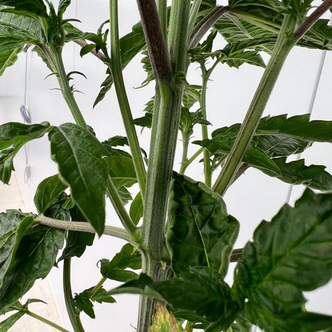 White cbg  growlog photo: Half of room after defoliating also 3 hermies discovered in room and removed all plants that showed signs of major stress from start 