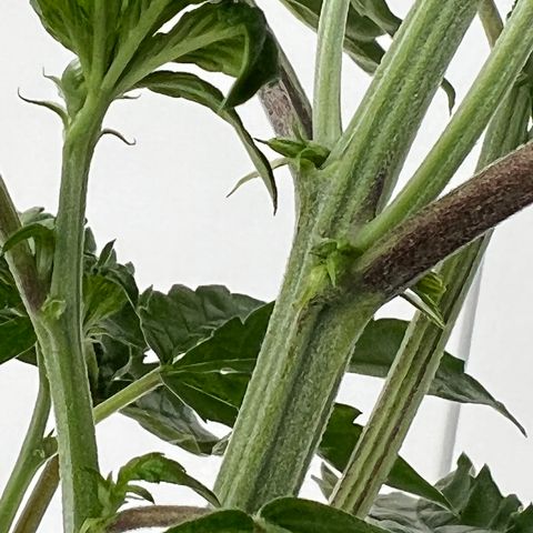White cbg  growlog photo: Half of room after defoliating also 3 hermies discovered in room and removed all plants that showed signs of major stress from start 
