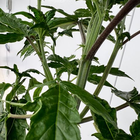 White cbg  growlog photo: Half of room after defoliating also 3 hermies discovered in room and removed all plants that showed signs of major stress from start 