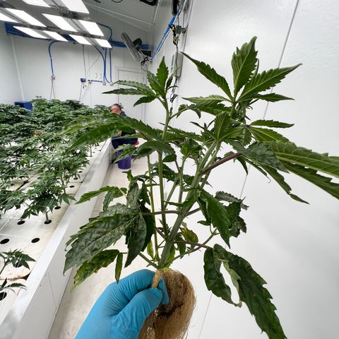 White cbg  growlog photo: Half of room after defoliating also 3 hermies discovered in room and removed all plants that showed signs of major stress from start 