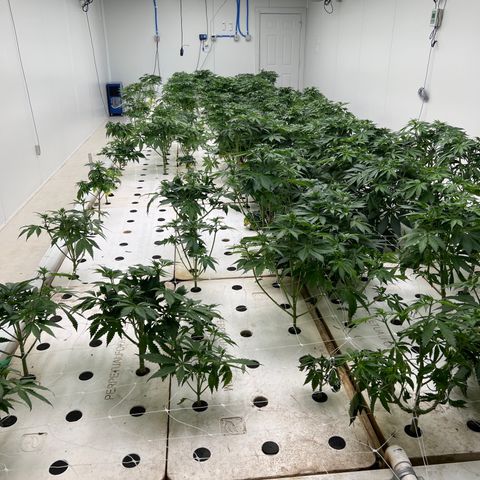 White cbg  growlog photo: Half of room after defoliating also 3 hermies discovered in room and removed all plants that showed signs of major stress from start 