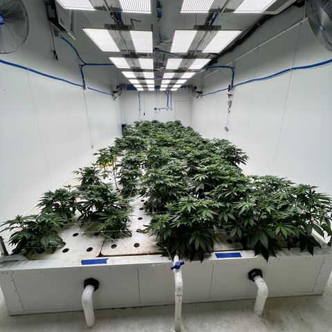 White cbg  growlog photo: Half of room after defoliating also 3 hermies discovered in room and removed all plants that showed signs of major stress from start 