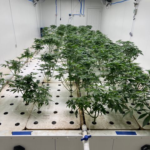 White cbg  growlog photo: Last trim finished today 