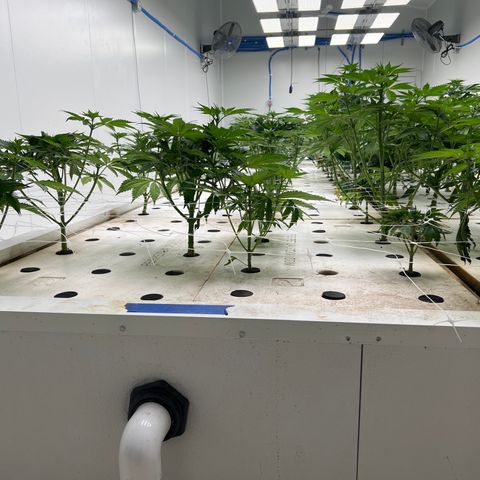 White cbg  growlog photo: Last trim finished today 