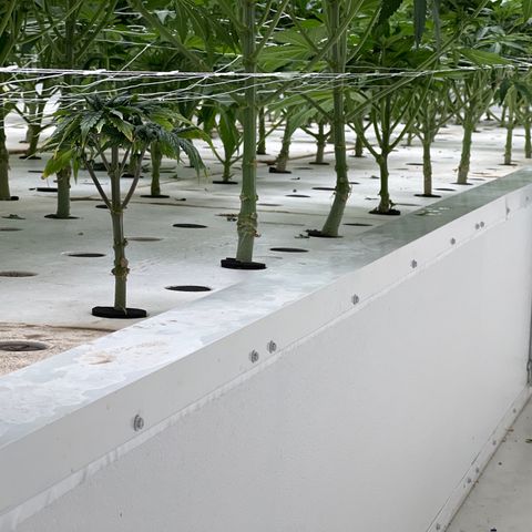 White cbg  growlog photo: Last trim finished today 