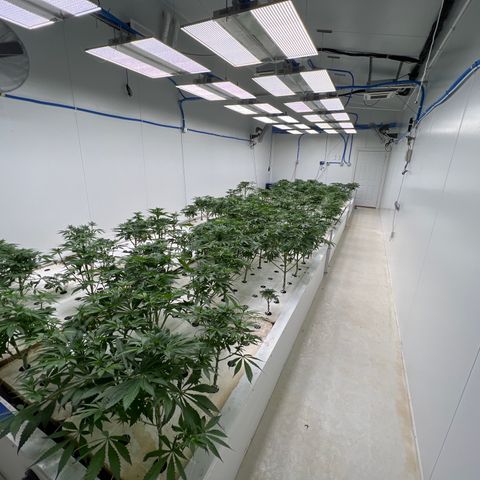 White cbg  growlog photo: Last trim finished today 