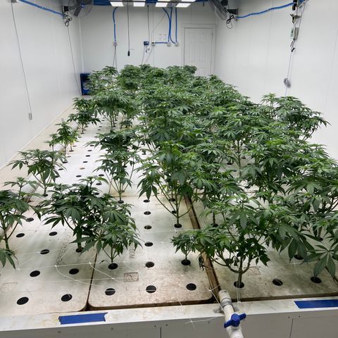 White cbg  growlog photo: Plants all bouncing back from trimming 