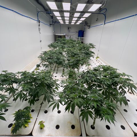 White cbg  growlog timeline photo
