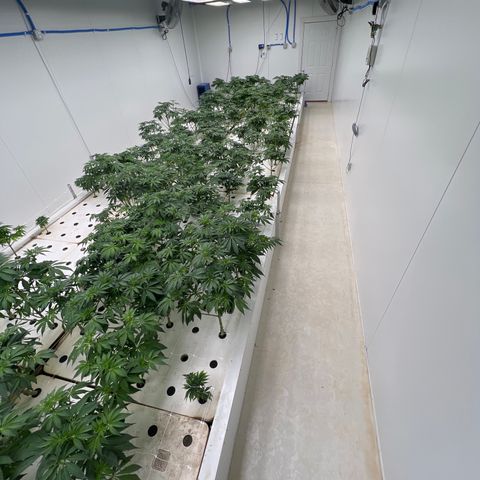 White cbg  growlog timeline photo