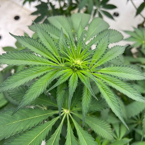 White cbg  growlog timeline photo
