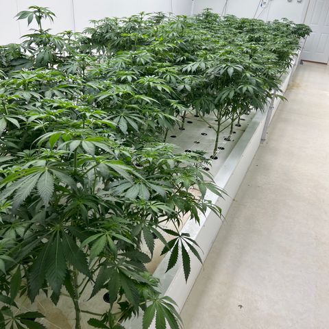 White cbg  growlog timeline photo