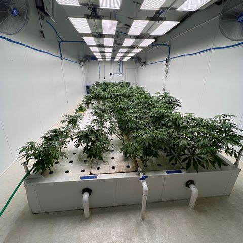 White cbg  growlog timeline photo
