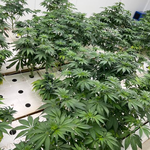 White cbg  growlog timeline photo