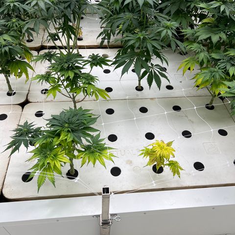 White cbg  growlog timeline photo
