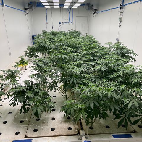 White cbg  growlog timeline photo