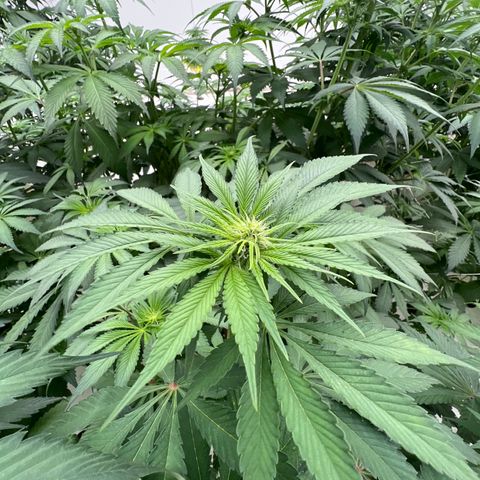 White cbg  growlog timeline photo