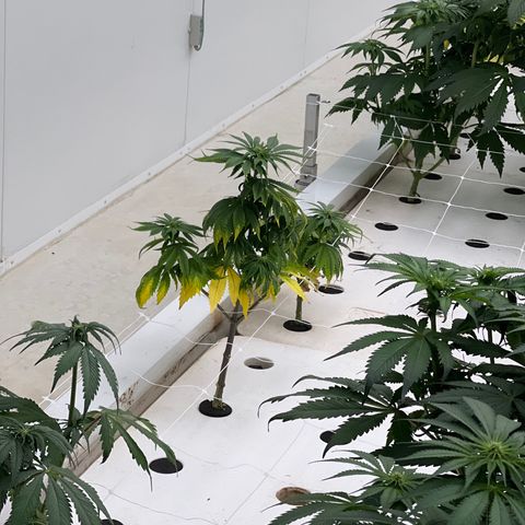 White cbg  growlog timeline photo
