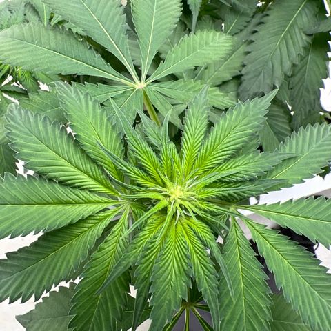 White cbg  growlog timeline photo
