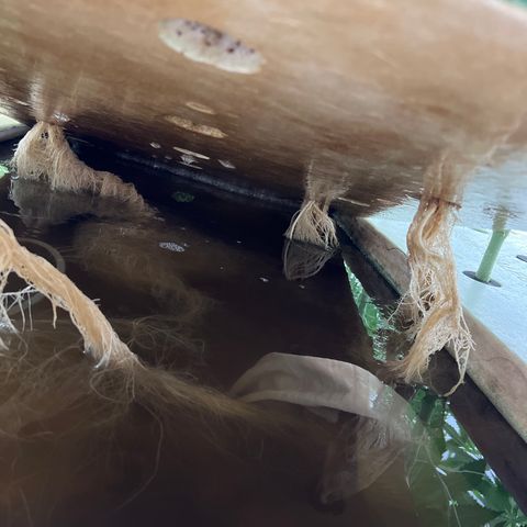 White cbg  growlog photo: Some plant have nice roots other nasty roots ones with bad roots are showing purple stems will try and pinpoint a day when they really fall off usually week 3-4 when they begin to swell 