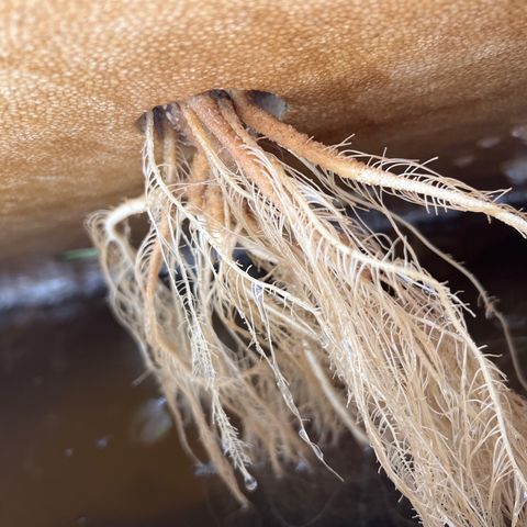 White cbg  growlog photo: Some plant have nice roots other nasty roots ones with bad roots are showing purple stems will try and pinpoint a day when they really fall off usually week 3-4 when they begin to swell 