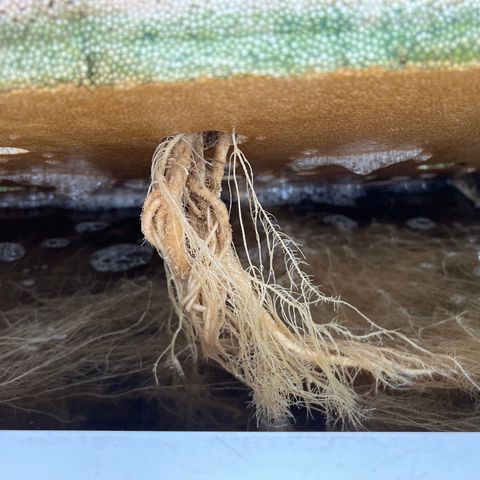 White cbg  growlog photo: Some plant have nice roots other nasty roots ones with bad roots are showing purple stems will try and pinpoint a day when they really fall off usually week 3-4 when they begin to swell 