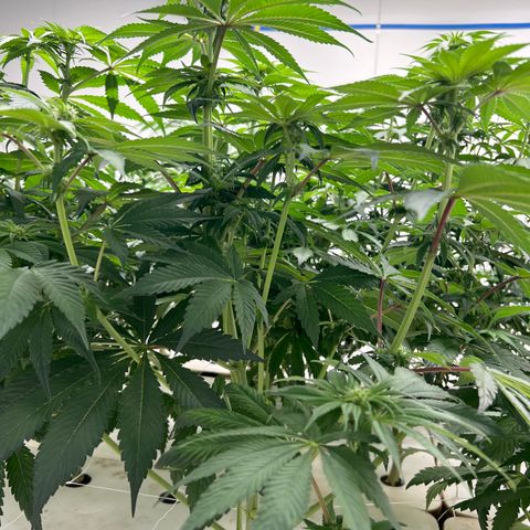 White cbg  growlog photo: Some plant have nice roots other nasty roots ones with bad roots are showing purple stems will try and pinpoint a day when they really fall off usually week 3-4 when they begin to swell 